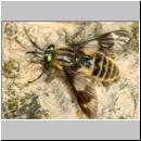 Chrysops relictus - Bremse w10b.jpg